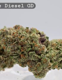 Greendoor Double Diesel _Cannabis Bud_premium Cannabis bud_The dope warehouse