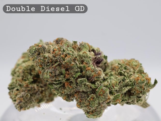 Greendoor Double Diesel _Cannabis Bud_premium Cannabis bud_The dope warehouse