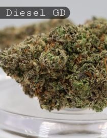 Greendoor-Double-Diesel_Cannabis-Flower_The-Dope-Warehouse