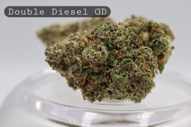 Greendoor-Double-Diesel_Cannabis-Flower_The-Dope-Warehouse