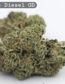 Greendoor Double Diesel_Bud_Flower_Weed_Cannabis-Grade AAA Cannabis_The-dope-warehouse