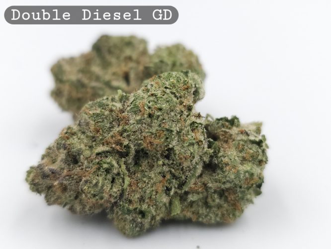 Greendoor Double Diesel_Bud_Flower_Weed_Cannabis-Grade AAA Cannabis_The-dope-warehouse