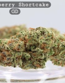 Greendoor Strawberry Shortcake_Cannabis Bud_premium Cannabis bud_The dope warehouse