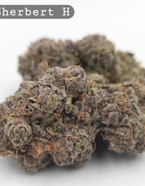 Indoor Blue Sherbet_Hyrdo Bud_Flower_Weed_Cannabis-Bud_The-dope-warehouse