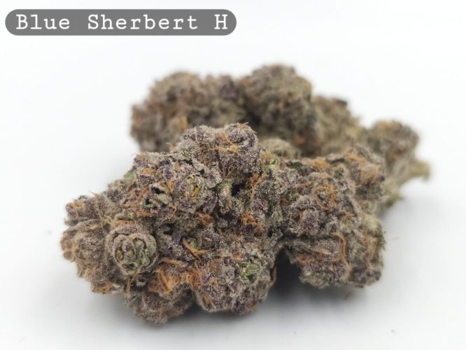 Indoor Blue Sherbet_Hyrdo Bud_Flower_Weed_Cannabis-Bud_The-dope-warehouse