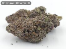 Indoor Divine Storm_Hyrdo Bud_Flower_Weed_Cannabis-Bud_The-dope-warehouse - The Dope Warehouse Indoor Divine Storm_Hyrdo Bud_Flower_Weed_Cannabis-Bud_The-dope-warehouse