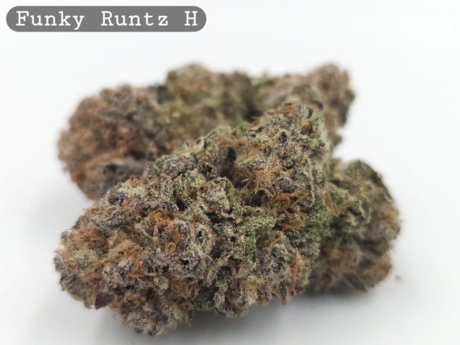 Indoor Funky Runtz_Hyrdo Bud_Flower_Weed_Cannabis-Bud_The-dope-warehouse