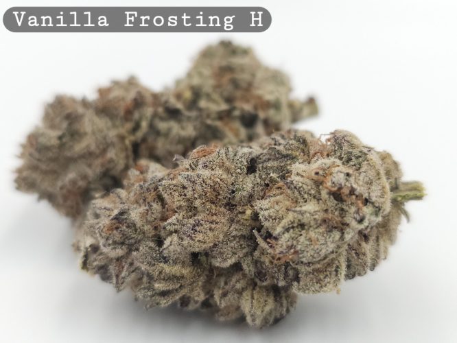 Indoor Vanilla Frosting_Hyrdo Bud_Flower_Weed_Cannabis-Bud_The-dope-warehouse