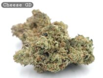 Greendoor Cheese, The Dope Warehouse, Cannabis, THC, Bud, Weed - The Dope Warehouse Greendoor Cheese