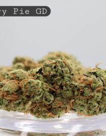 Greendoor Cherry Pie_Greendoor Cannabis_ AAA Cannbis_ Weed_Bud_Flower_Cannabis_The Dope Warehouse