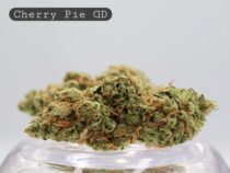Greendoor Cherry Pie_Greendoor Cannabis_ AAA Cannbis_ Weed_Bud_Flower_Cannabis_The Dope Warehouse