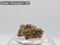 Greendoor Game Changer_Cannabis Bud_Buy Weed_Greendoor_The dope warehouse - The Dope Warehouse Greendoor Game Changer_Cannabis Bud_Buy Weed_Greendoor_The dope warehouse