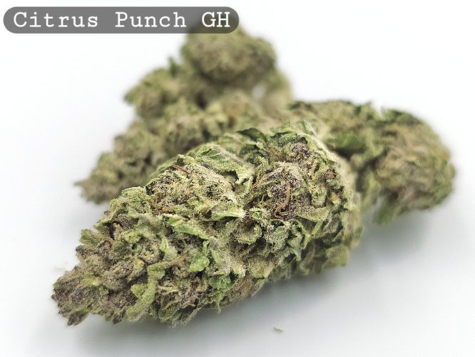 Greenhouse Citrus Punch, The Dope Warehouse, Cannabis, THC, Bud, Weed