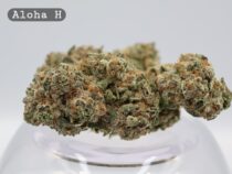 Indoor Aloha_Cannabis Bud_Hydro Cannabis_The dope warehouse - The Dope Warehouse Indoor Aloha_Cannabis Bud_Hydro Cannabis_The dope warehouse