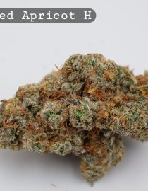 Indoor Frosted Apricot_Cannabis Bud_Hydro Cannabis_The dope warehouse