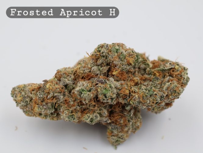 Indoor Frosted Apricot_Cannabis Bud_Hydro Cannabis_The dope warehouse