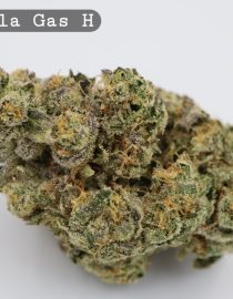 Indoor Gorilla Gas_Cannabis Bud_Hydro Cannabis_The dope warehouse