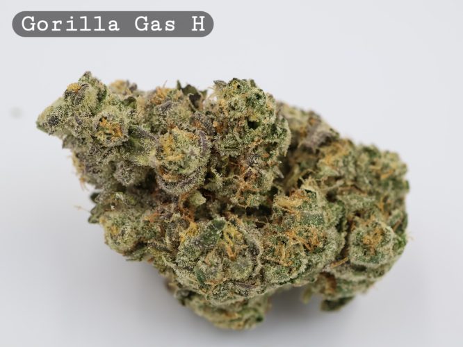 Indoor Gorilla Gas_Cannabis Bud_Hydro Cannabis_The dope warehouse