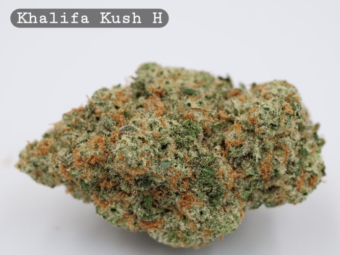 Indoor Khalifa Kush_Cannabis Bud_Hydro Cannabis_The dope warehouse