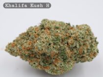 Indoor Khalifa Kush_Cannabis Bud_Hydro Cannabis_The dope warehouse - The Dope Warehouse Indoor Khalifa Kush_Cannabis Bud_Hydro Cannabis_The dope warehouse