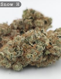 Indoor Tahoe Snow_Cannabis Bud_Hydro Cannabis_The dope warehouse