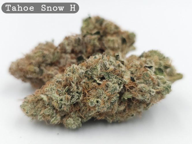 Indoor Tahoe Snow_Cannabis Bud_Hydro Cannabis_The dope warehouse