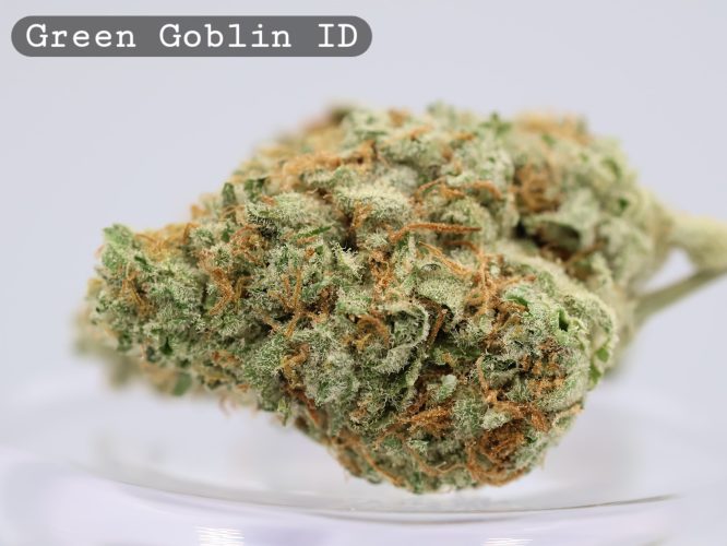 Indoor Green Goblin_Cannabis Bud_Hydro Cannabis_The dope warehouse