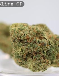 Greendoor Blue Blitz_cannabis bud_Cannabis flower and bud_The dope warehouse