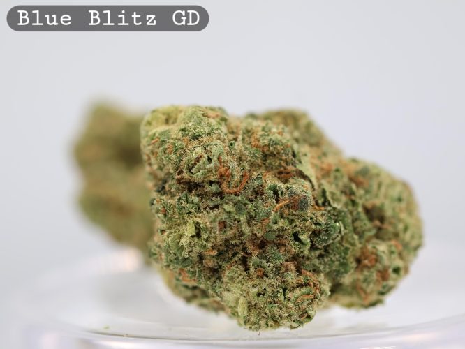 Greendoor Blue Blitz_cannabis bud_Cannabis flower and bud_The dope warehouse