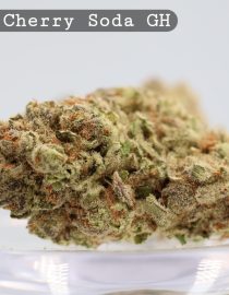 Greenhouse Black Cherry Soda _cannabis bud_Cannabis flower and bud_The dope warehouse