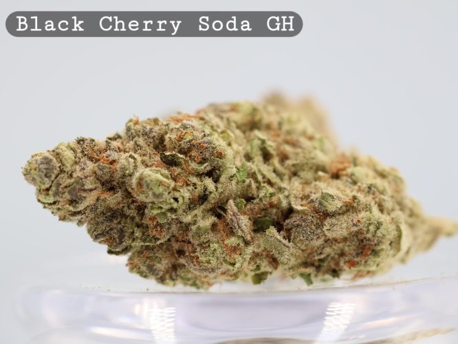 Greenhouse Black Cherry Soda _cannabis bud_Cannabis flower and bud_The dope warehouse