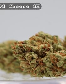 Greenhouse Sour OG Cheese _cannabis bud_Cannabis flower and bud_The dope warehouse