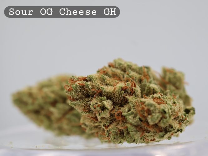 Greenhouse Sour OG Cheese _cannabis bud_Cannabis flower and bud_The dope warehouse