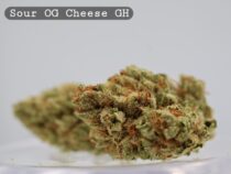 Greenhouse Sour OG Cheese _cannabis bud_Cannabis flower and bud_The dope warehouse