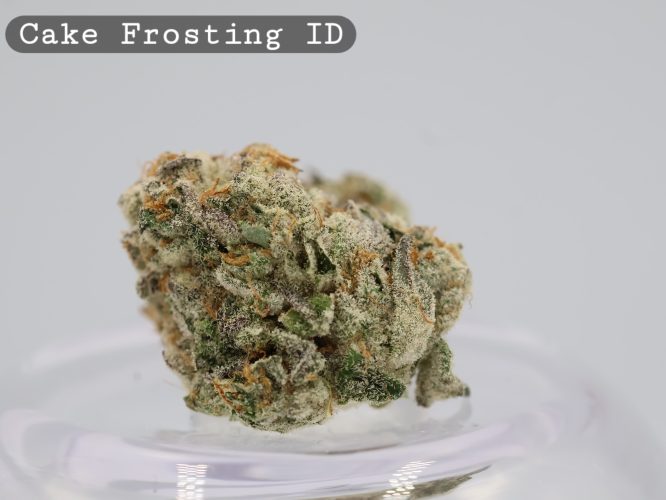 Indoor Cake Frosting_Cannabis Bud_Hydro Cannabis_The dope warehouse