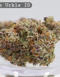 Indoor Purple Urkle_Cannabis Bud_Hydro Cannabis_The dope warehouse