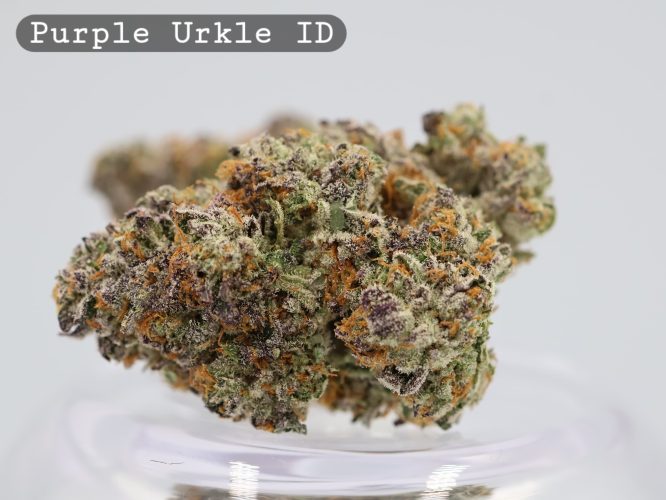 Indoor Purple Urkle_Cannabis Bud_Hydro Cannabis_The dope warehouse