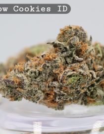 Indoor Rainbow Cookies_Cannabis Bud_Hydro Cannabis_The dope warehouse