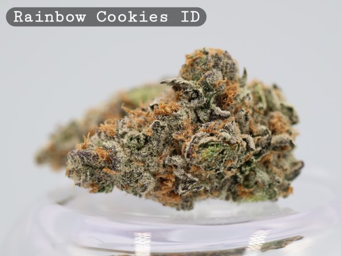 Indoor Rainbow Cookies_Cannabis Bud_Hydro Cannabis_The dope warehouse