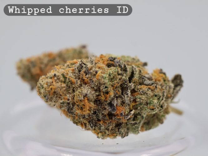 Indoor Whipped Cherries_Cannabis Bud_Hydro Cannabis_The dope warehouse