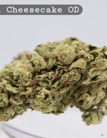 Outdoor Banana Cheesecake _Cannabis Bud_weed_The dope warehouse