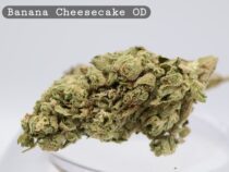 Outdoor Banana Cheesecake _Cannabis Bud_weed_The dope warehouse - The Dope Warehouse Outdoor Banana Cheesecake _Cannabis Bud_weed_The dope warehouse