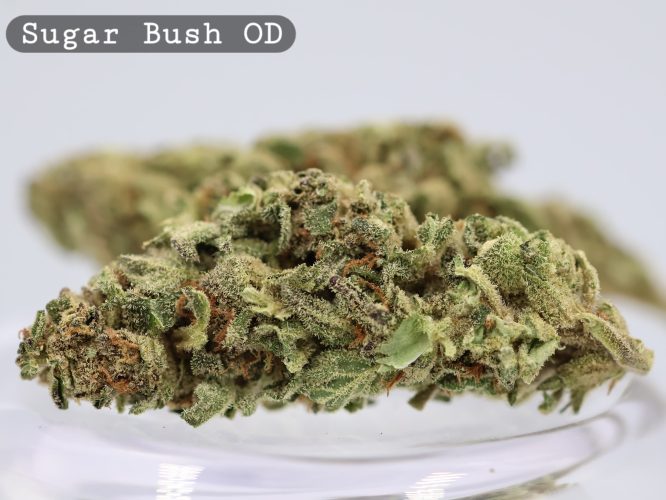 Outdoor Sugar Bush _Cannabis Bud_weed_The dope warehouse