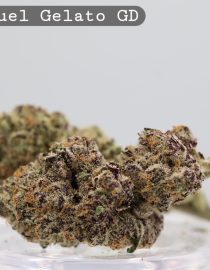 Greendoor Jet Fuel Gelato_Cannabis Bud_premium Cannabis bud_The dope warehouse