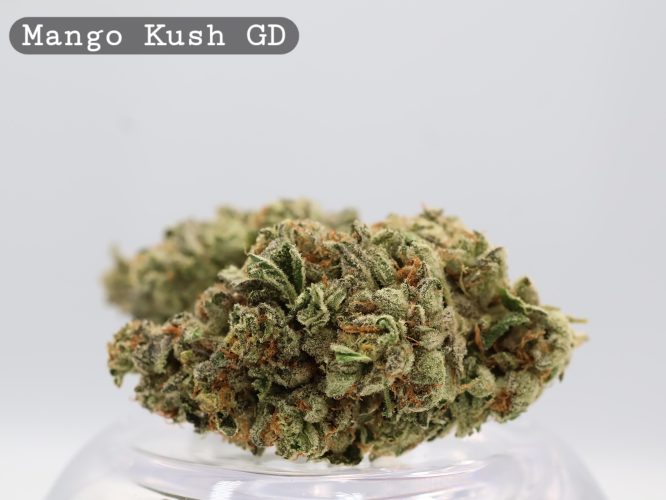 Greendoor Mango Crush_Cannabis Bud_Hydro Cannabis_The dope warehouse