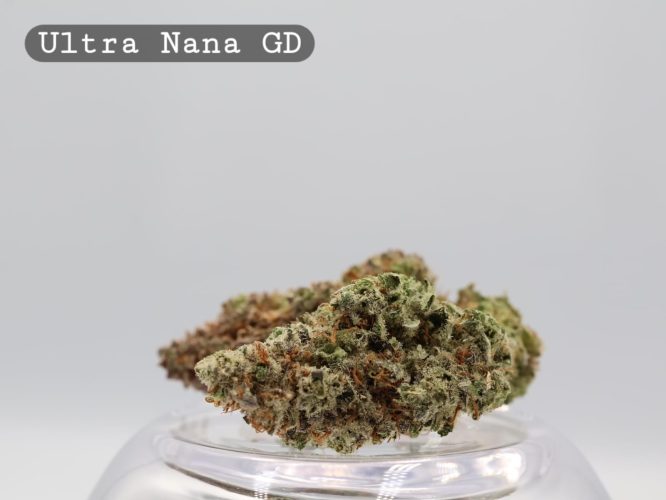 Greendoor Ultra Nana_Cannabis Bud_Buy Weed_Greendoor_The dope warehouse