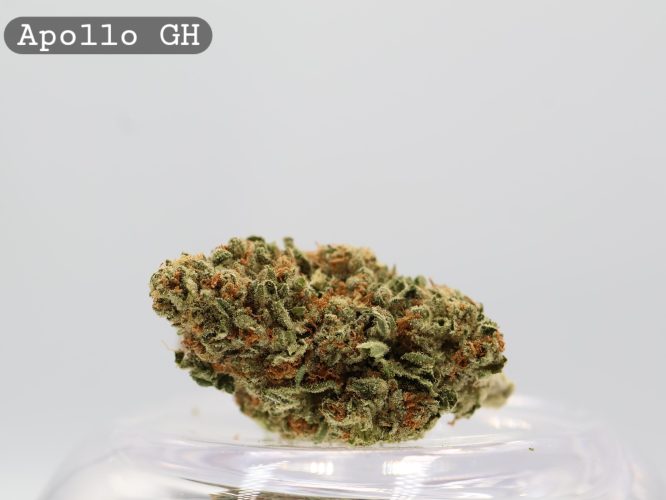 Greenhouse Apollo per 2g _Cannabis Bud_weed_The dope warehouse