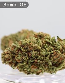 Greenhouse Atomic Bomb_Cannabis Bud_Cannabis flower_The dope warehouse