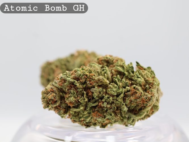 Greenhouse Atomic Bomb_Cannabis Bud_Cannabis flower_The dope warehouse