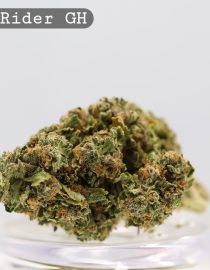 Greenhouse Ghost Rider OG per 2g _Cannabis Bud_weed_The dope warehouse